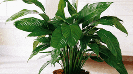 Timeline: Fases del crecimiento en las plantas