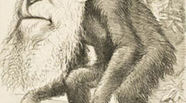 Timeline: La vida de Darwin