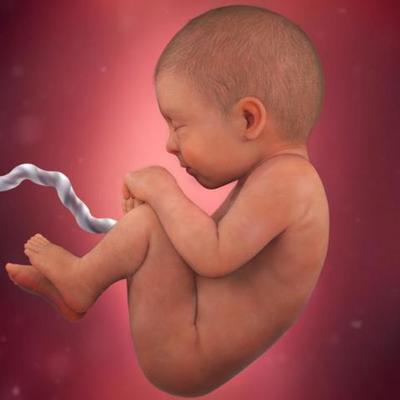 Timeline: Pregnant Timeline