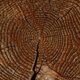 Tree rings
