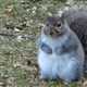 Fat squirrel