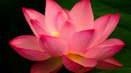 Timeline: Jana Alonso