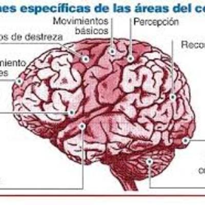 Timeline: La evolución del cerebro
