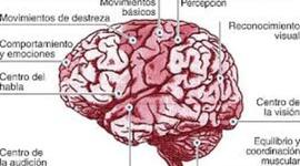 Timeline: La evolución del cerebro