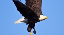 Timeline: American History Columbus to World War I