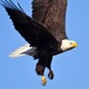 Bald eagle 977789 1280