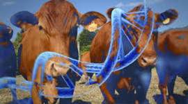 Timeline: Linea de tiempo sobre Mejoramiento Animal