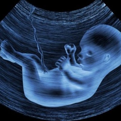 Timeline: Desarrollo Embrionario