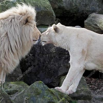 Timeline: la reproduccion de los leones blancos y negros