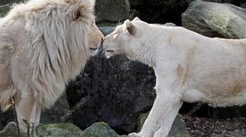 Timeline: la reproduccion de los leones blancos y negros