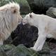 Depositphotos 61988753 stock photo white lions