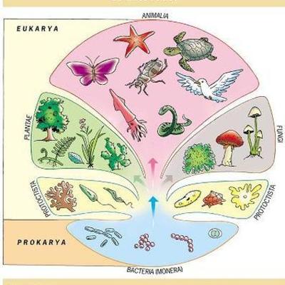 Timeline: "LOS REINOS DE LOS SERES VIVOS LA NATURALEZA"  En la naturaleza existen millones de seres vivos diferentes los cuales están clasificados en cinco grupos.