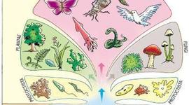 Timeline: "LOS REINOS DE LOS SERES VIVOS LA NATURALEZA"  En la naturaleza existen millones de seres vivos diferentes los cuales están clasificados en cinco grupos.