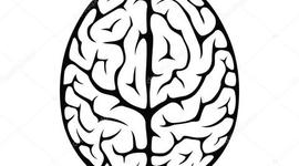 Timeline: La evolución del cerebro