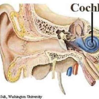 Timeline: Historia de la Otología
