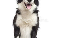 Timeline: EVOLUCIÓN DE LOS DISPOSITIVOS