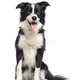 Collie