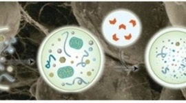 Timeline: LA BIOLOGÍA Y SUS CONCEPCIONES DEL FENÓMENO BIOLÓGICO