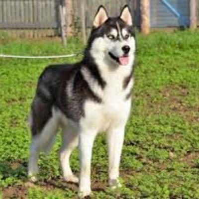 Timeline: husky siberiano