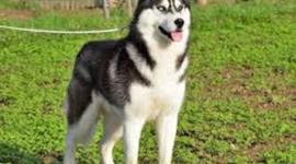 Timeline: husky siberiano