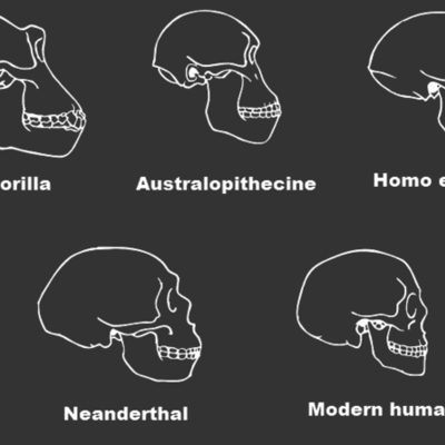 Timeline: Early Human Timeline