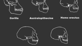 Timeline: Early Human Timeline