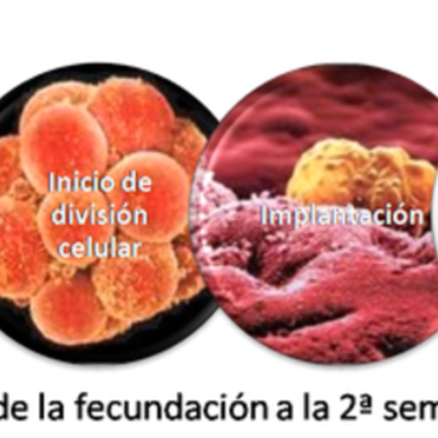 Timeline: Desarrollo Prenatal