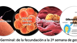Timeline: Desarrollo Prenatal