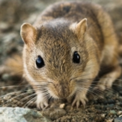 Timeline: Block 1, Madison Espinosa, 2018 Timeline