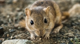 Timeline: Block 1, Madison Espinosa, 2018 Timeline