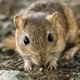Hith black death gerbil istock 000018760211large a