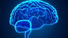 Timeline: Evolucion del cerebro