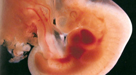 Timeline: DESARROLLO EMBRIONARIO