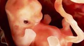 Timeline: Periodo embrionario