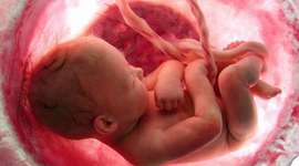 Timeline: Periodo Embrionario