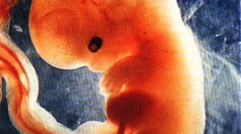 Timeline: DESARROLLO EMBRIONARIO