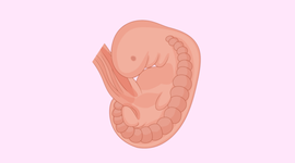 Timeline: Periodo embrionario