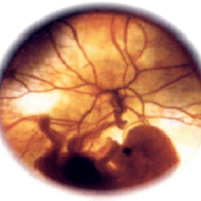 Timeline: Desarrollo embrionario.