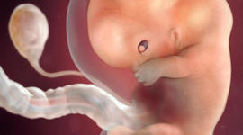 Timeline: Desarrollo Embrionario