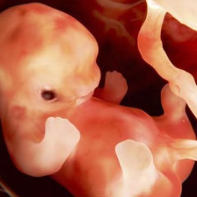 Timeline: DESARROLLO EMBRIONARIO