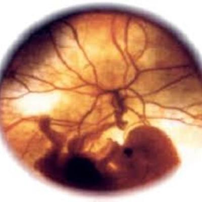 Timeline: periodo embrionario