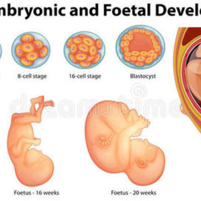 Timeline: DESARROLLO EMBRIONARIO