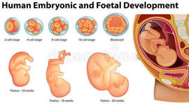 Timeline: DESARROLLO EMBRIONARIO