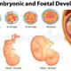 Diagrama que muestra el desarrollo embrionario y fetal humano 88924959