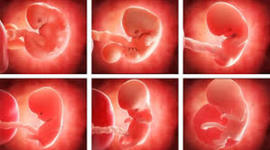 Timeline: DESARROLLO EMBRIONARIO