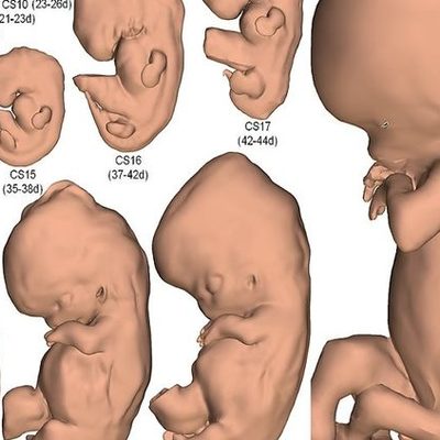 Timeline: Desarrollo embrionario