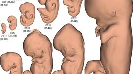 Timeline: Desarrollo embrionario
