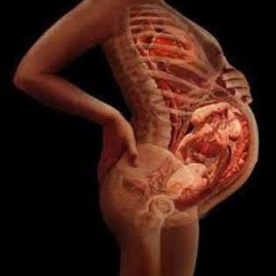 Timeline: desarrollo embrionario