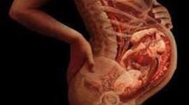 Timeline: desarrollo embrionario