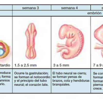 Timeline: Desarrollo embrionario